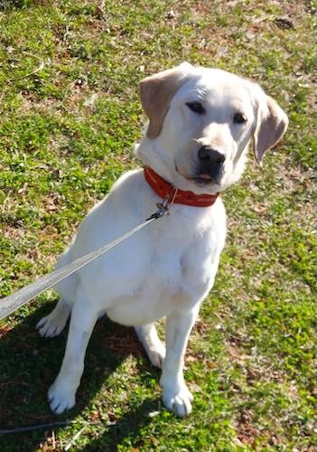 Callie #18, ADOPTABLE, Young Female Yellow Labrador Retriever.