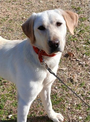 Enlarge Callie #18, a ADOPTABLE Yellow Labrador Retriever in Killingworth, CT image 4/6