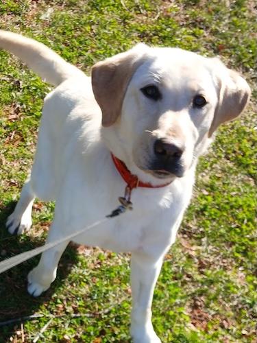 Enlarge Callie #18, a ADOPTABLE Yellow Labrador Retriever in Killingworth, CT image 2/6
