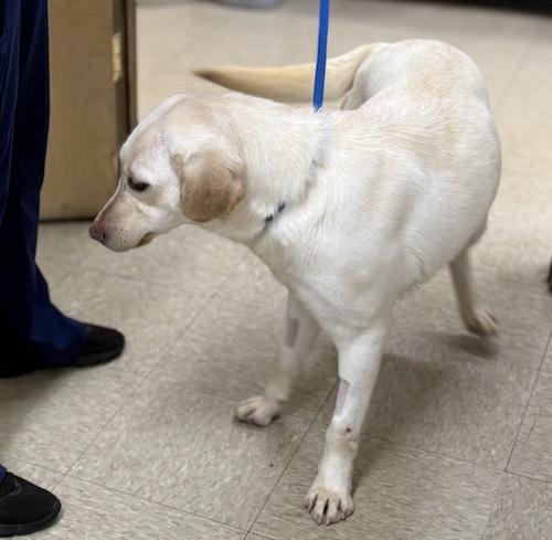 Callie #18, a ADOPTABLE Yellow Labrador Retriever in Killingworth, CT image 3/4