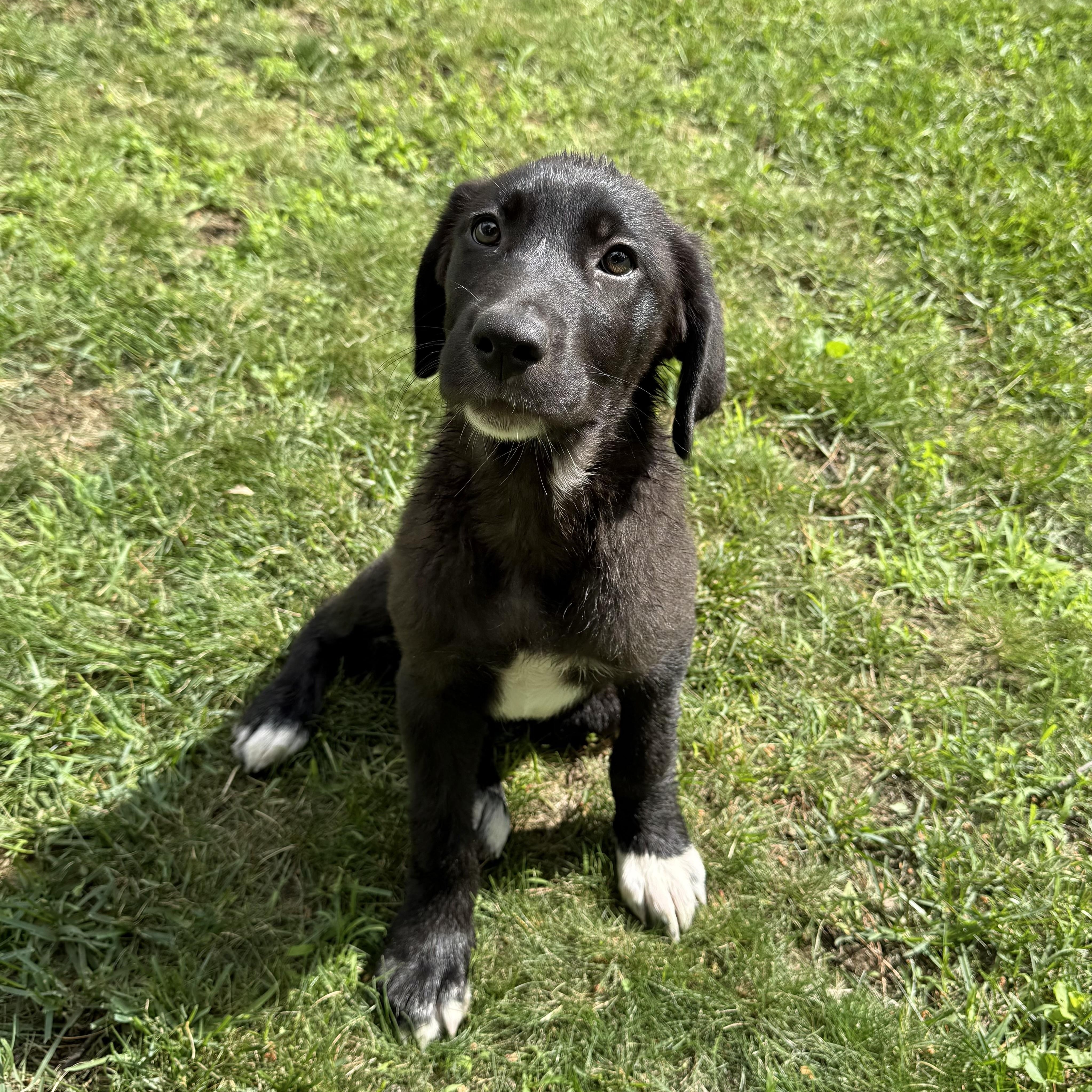 Enlarge Katie, an adopted mixed breed in Albany, NY image 2/6
