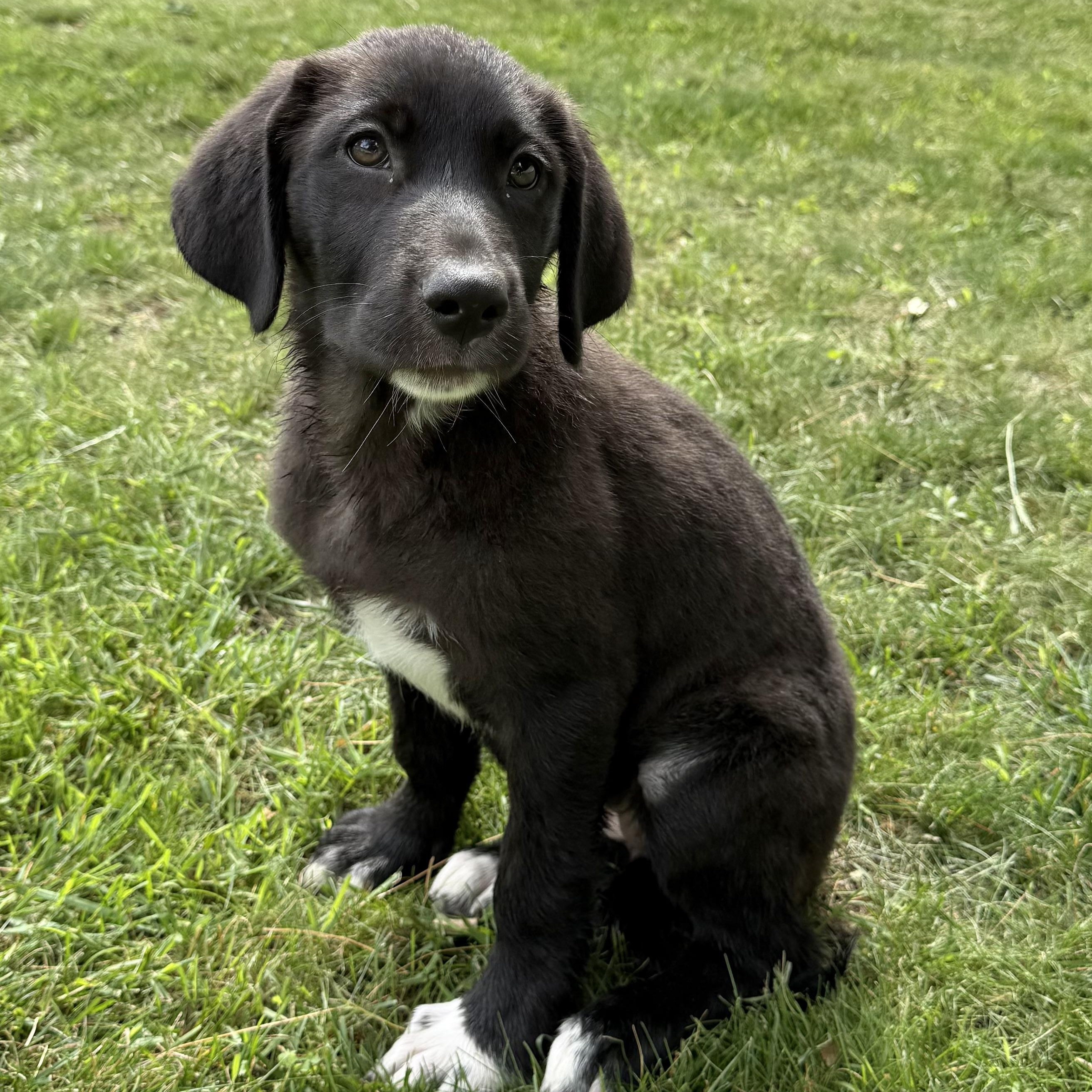 Enlarge Katie, an adopted mixed breed in Albany, NY image 1/6