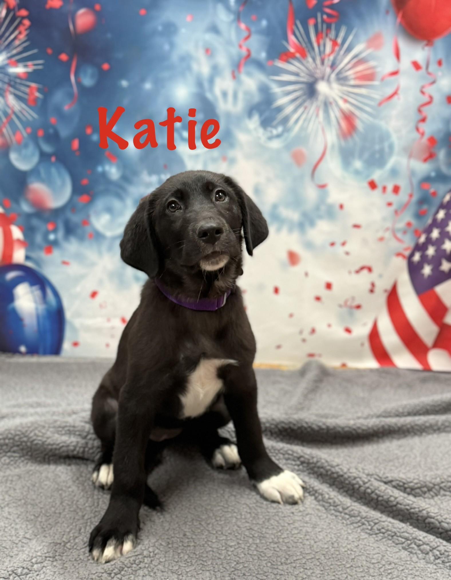 Enlarge Katie, an adopted mixed breed in Albany, NY image 6/6