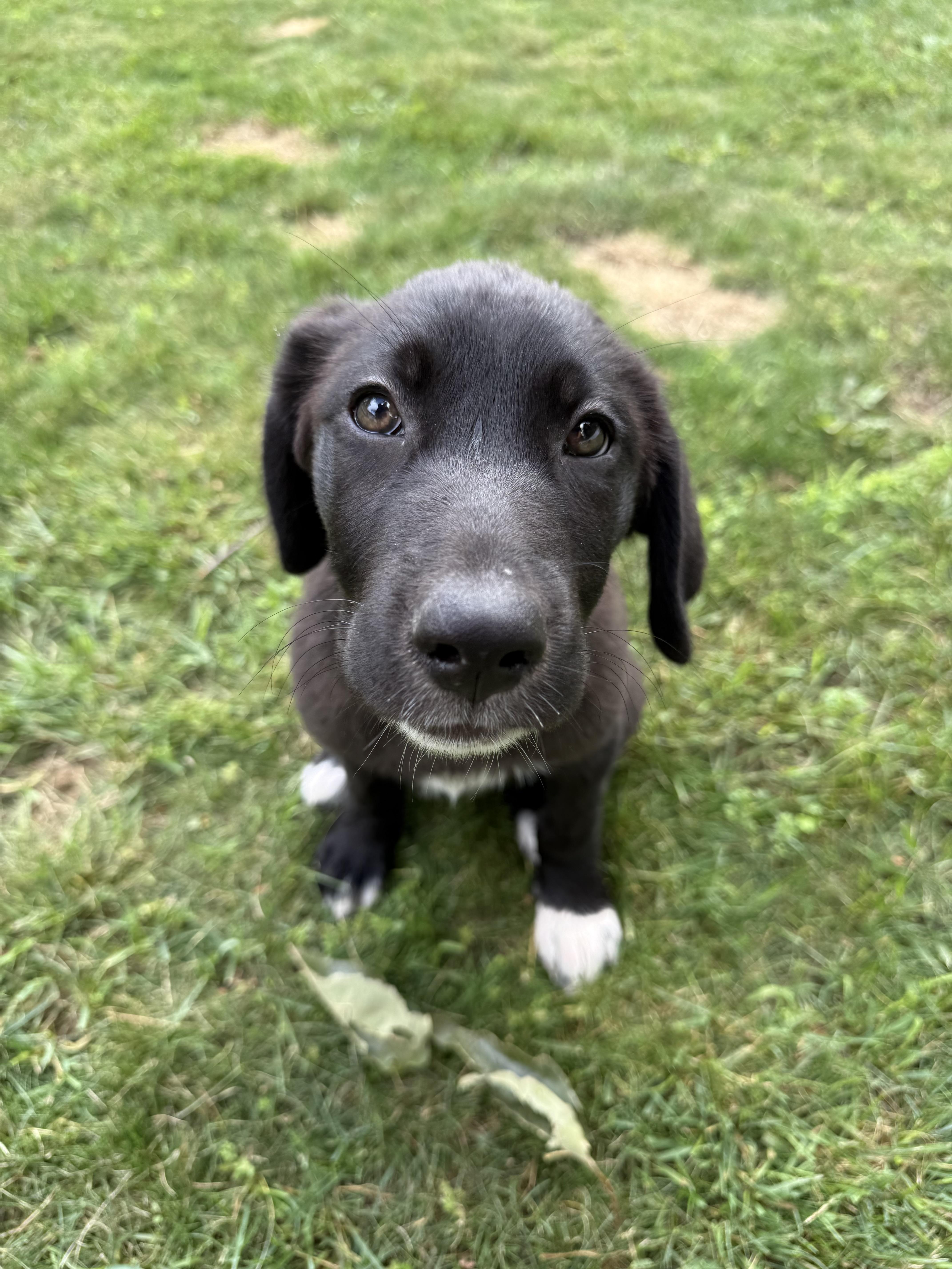 Enlarge Katie, an adopted mixed breed in Albany, NY image 3/6