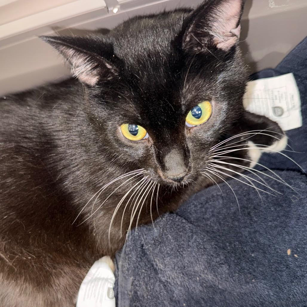 Penguin, Adoptable, Adult Male Domestic Short Hair.