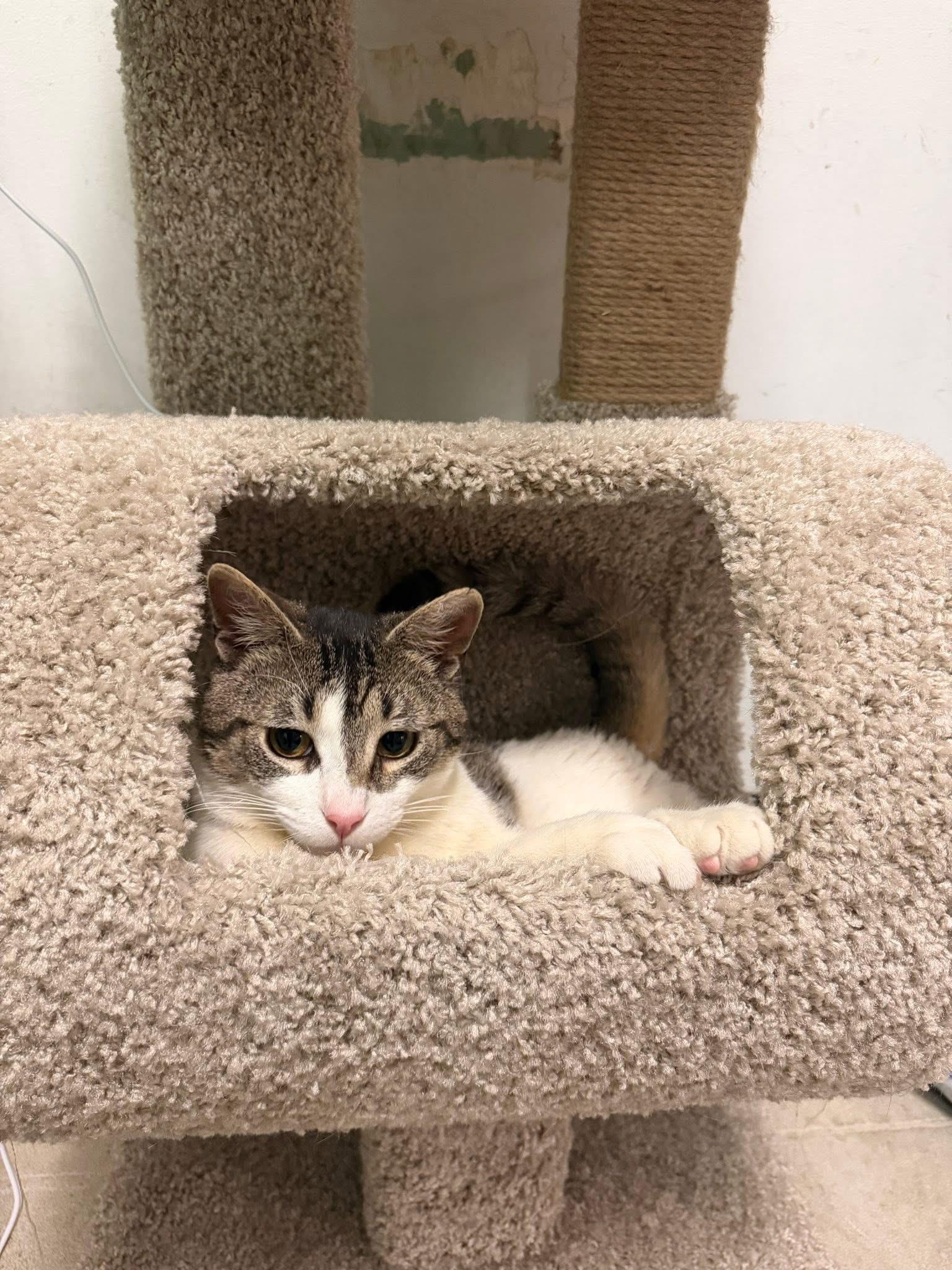 Enlarge Carlo, a ADOPTABLE Domestic Short Hair in Bensalem, PA image 5/5