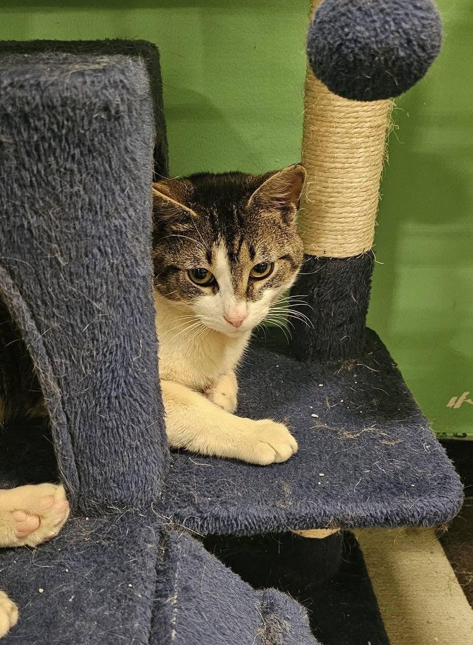 Carlo, ADOPTABLE, Adult Male Domestic Short Hair.