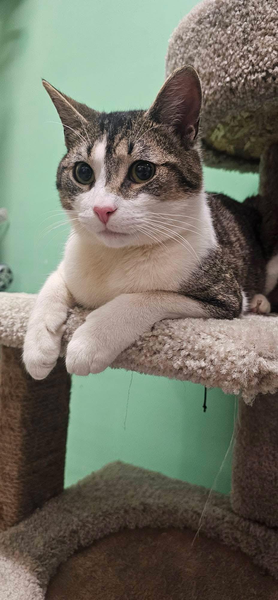 Enlarge Carlo, a ADOPTABLE Domestic Short Hair in Bensalem, PA image 3/5