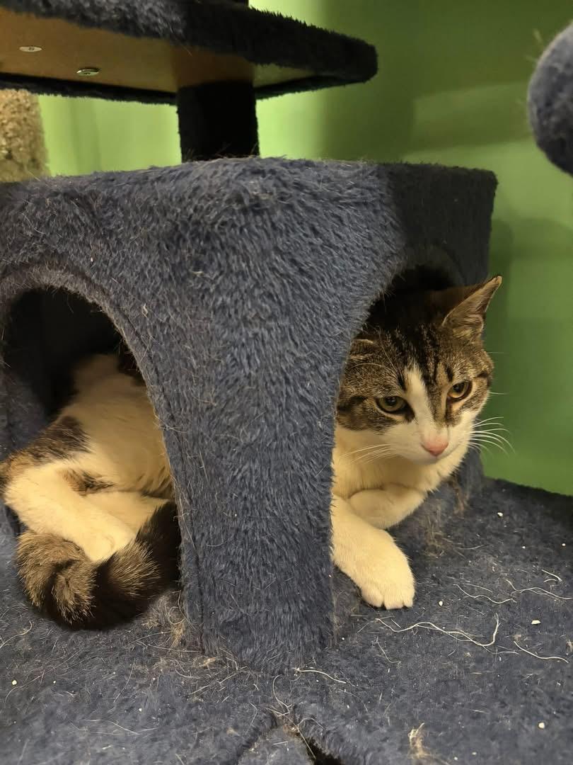 Carlo, a ADOPTABLE Domestic Short Hair in Bensalem, PA image 2/2