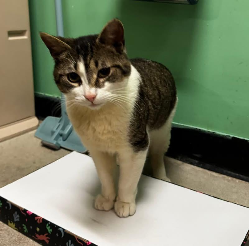 Enlarge Carlo, a ADOPTABLE Domestic Short Hair in Bensalem, PA image 1/5