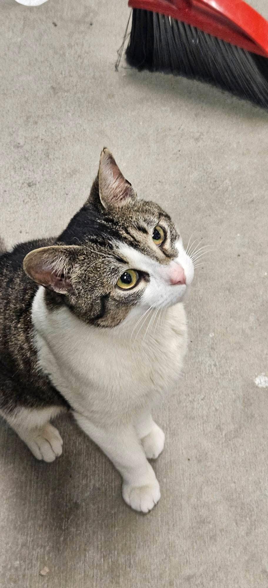 Enlarge Carlo, a ADOPTABLE Domestic Short Hair in Bensalem, PA image 4/5