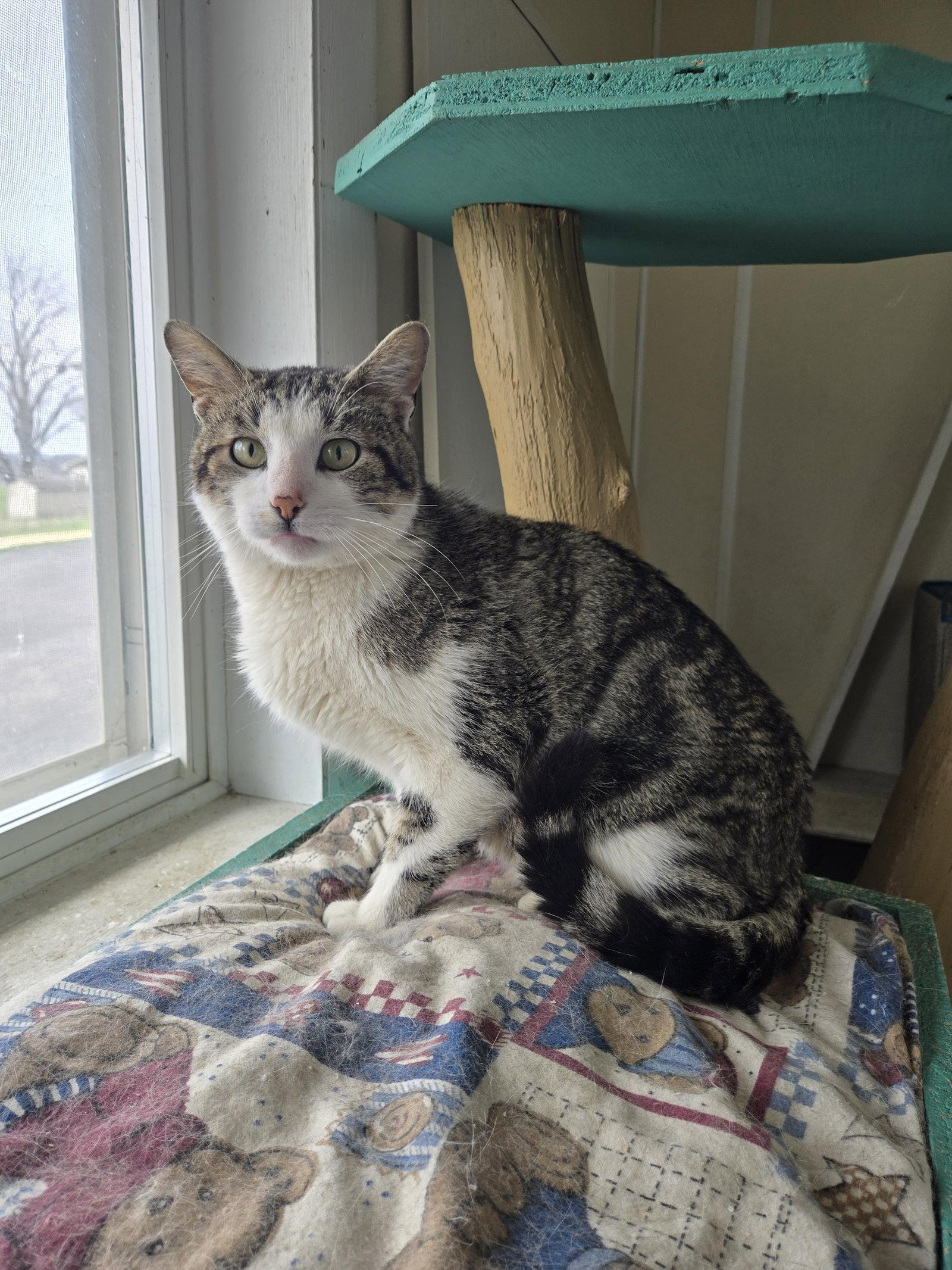 Oliver, Adoptable, Adult Male Domestic Short Hair.