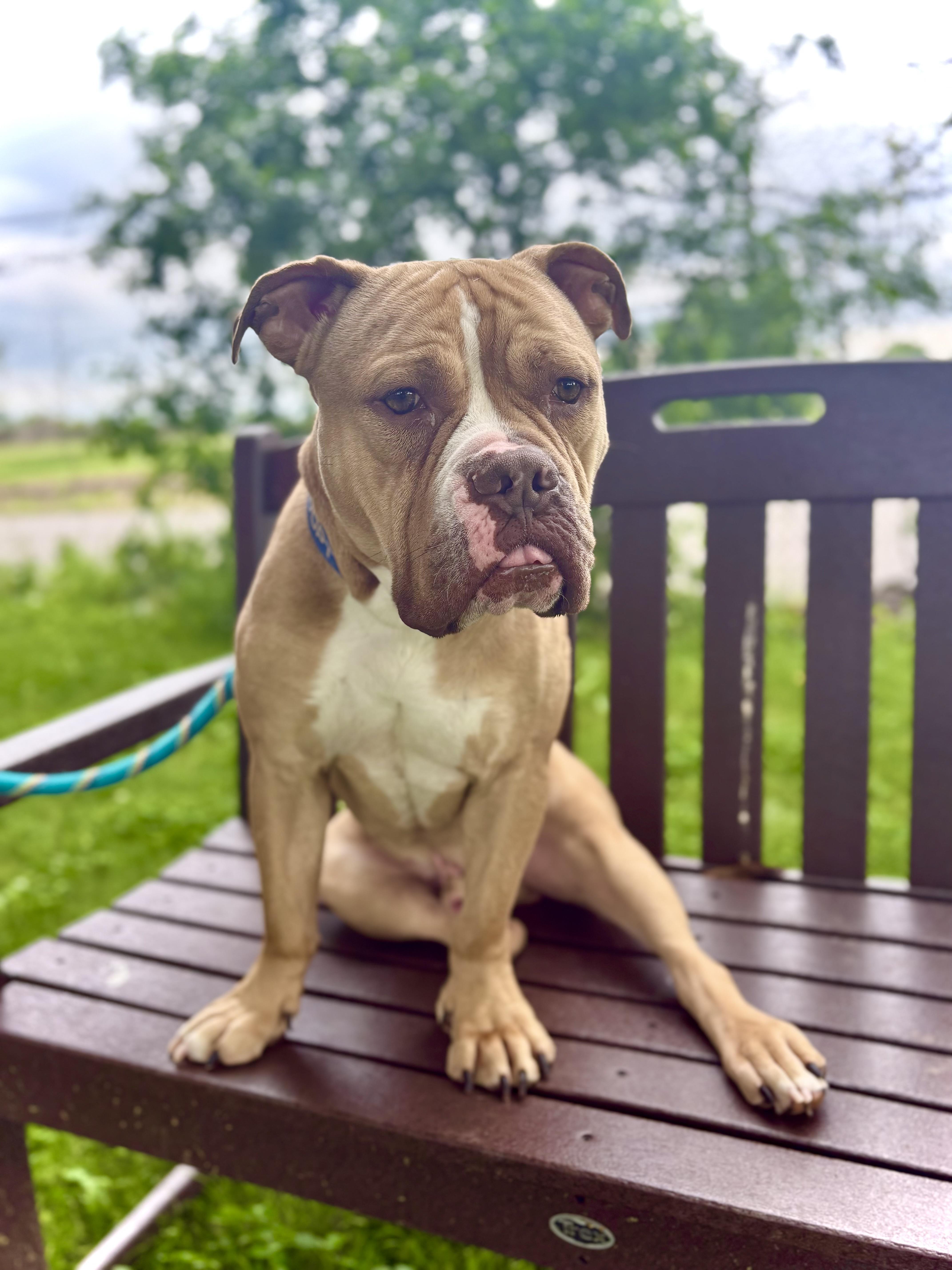 Brutus, Adoptable, Adult Male Terrier & Pit Bull Terrier.