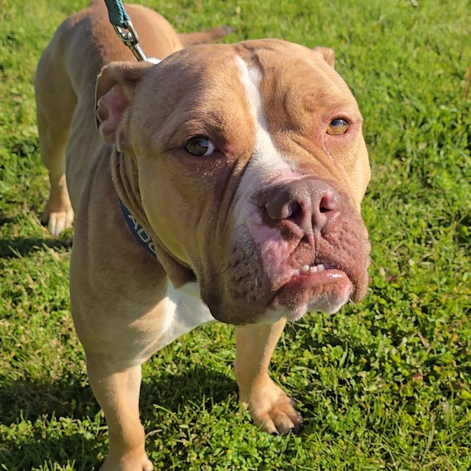 Enlarge Brutus, a Adoptable mixed breed in Elyria, OH image 3/6