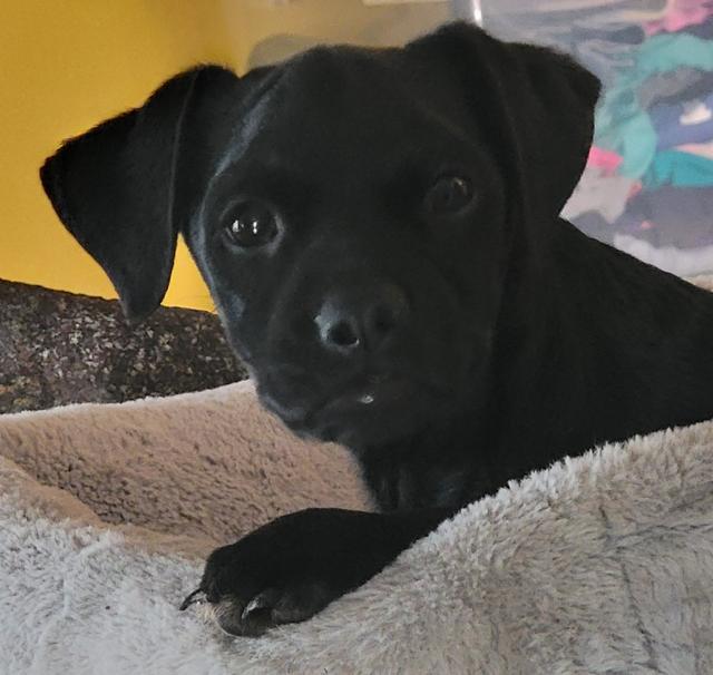 Pablo available at Charlie's Little Dog House, adopted, Puppy Male French Bulldog & Black Labrador Retriever.
