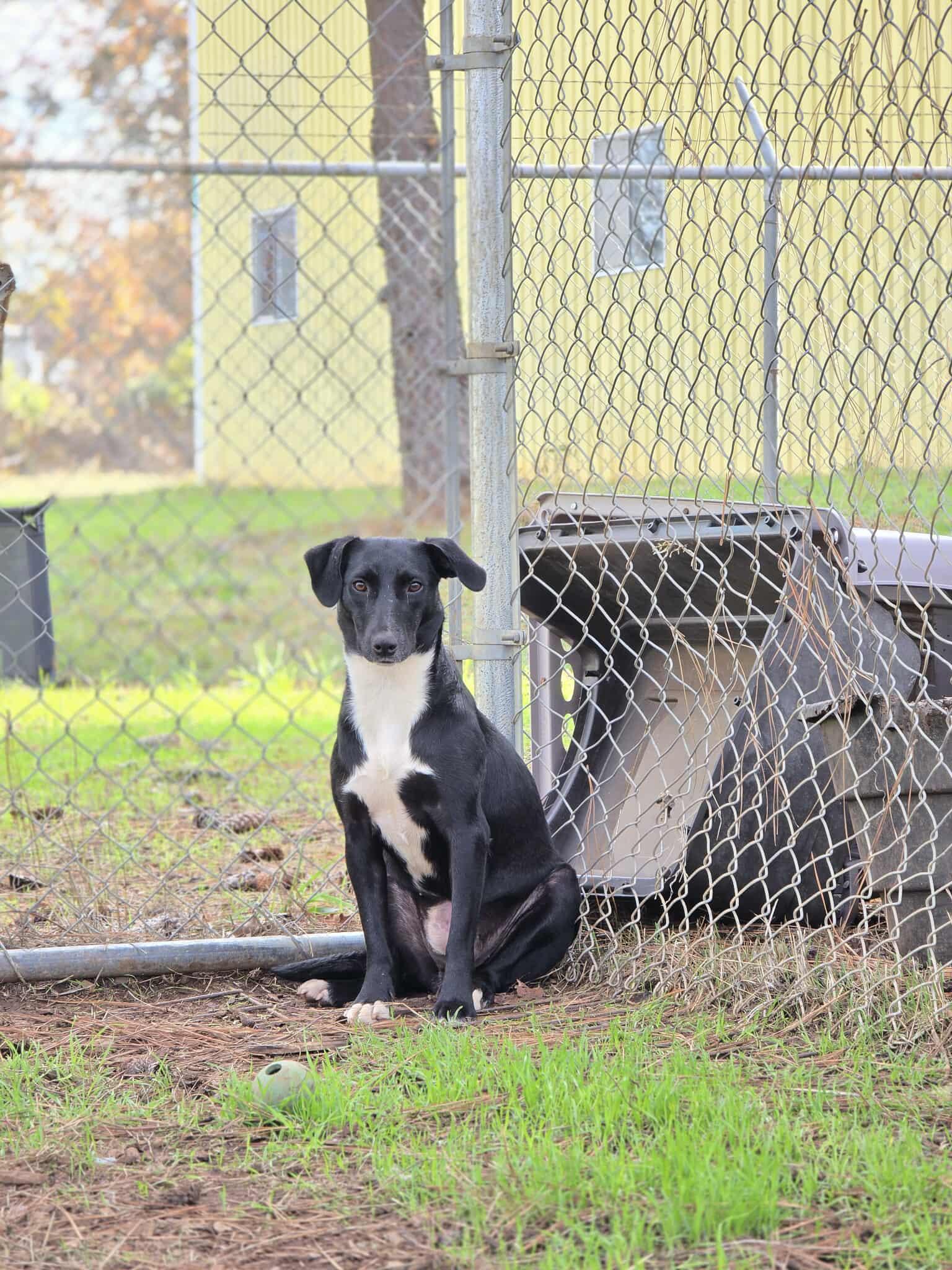 Enlarge Violet, a Adoptable mixed breed in Grants Pass, OR image 2/4