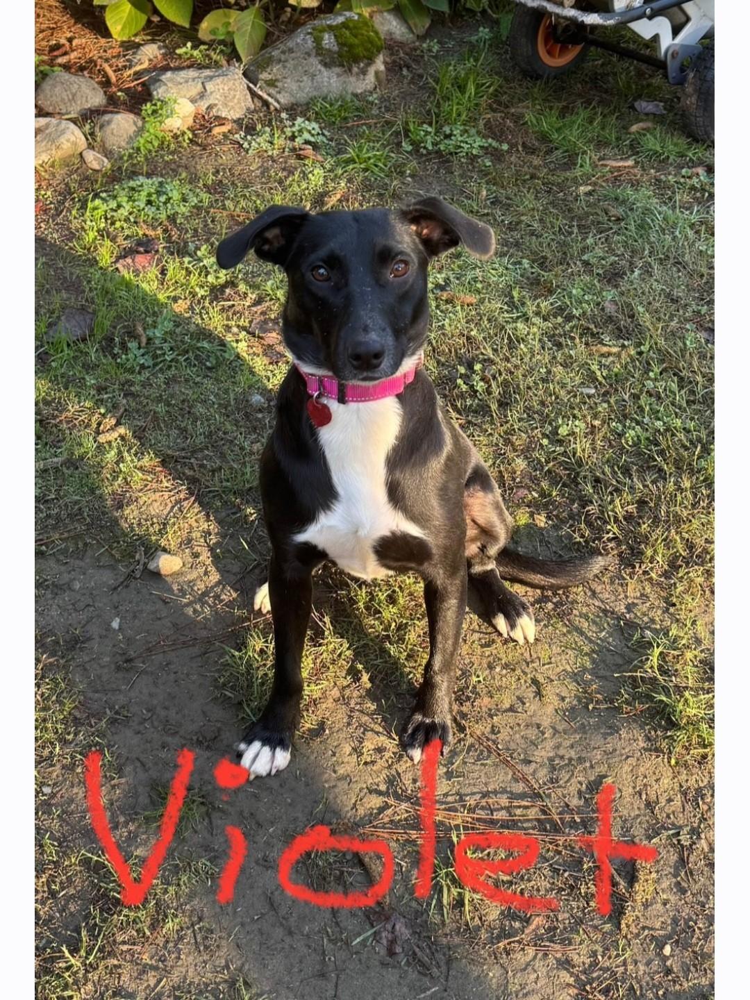 Violet, Adoptable, Young Female Labrador Retriever.