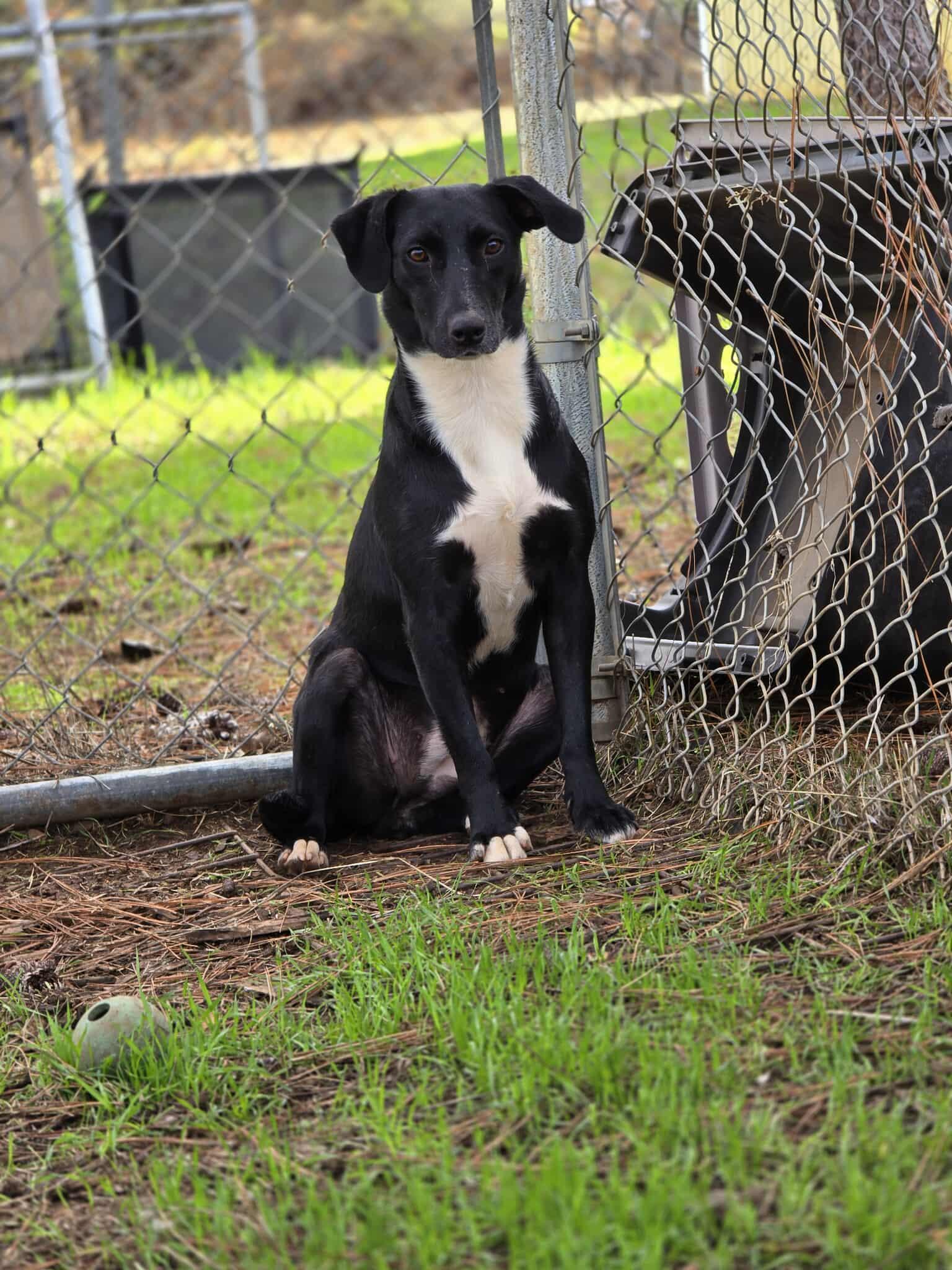 Enlarge Violet, a Adoptable mixed breed in Grants Pass, OR image 3/4