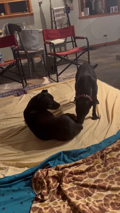 Enlarge Violet, a Adoptable mixed breed in Grants Pass, OR video 4/4