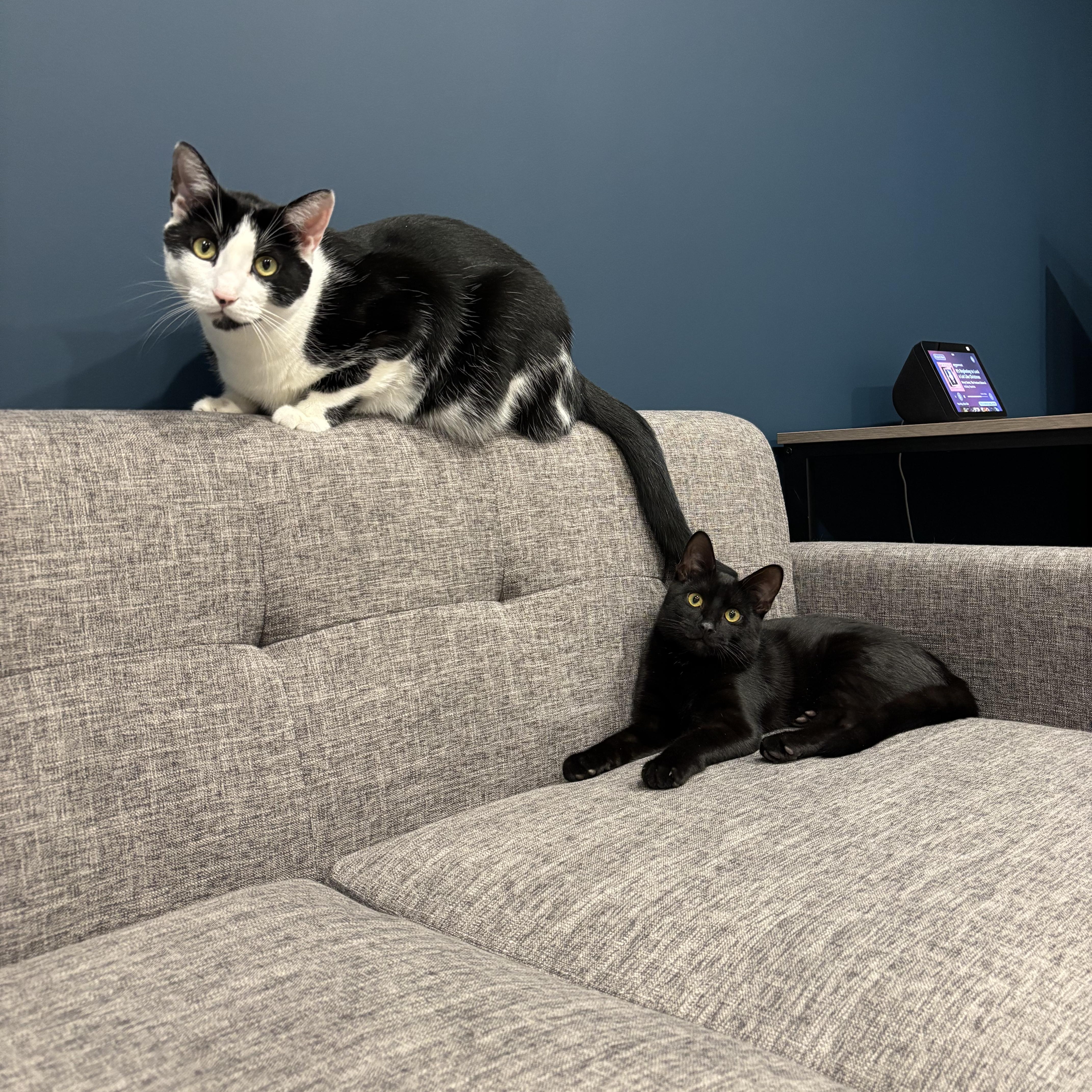 Rocky & Oscar, Adoptable, Young Male Domestic Short Hair.