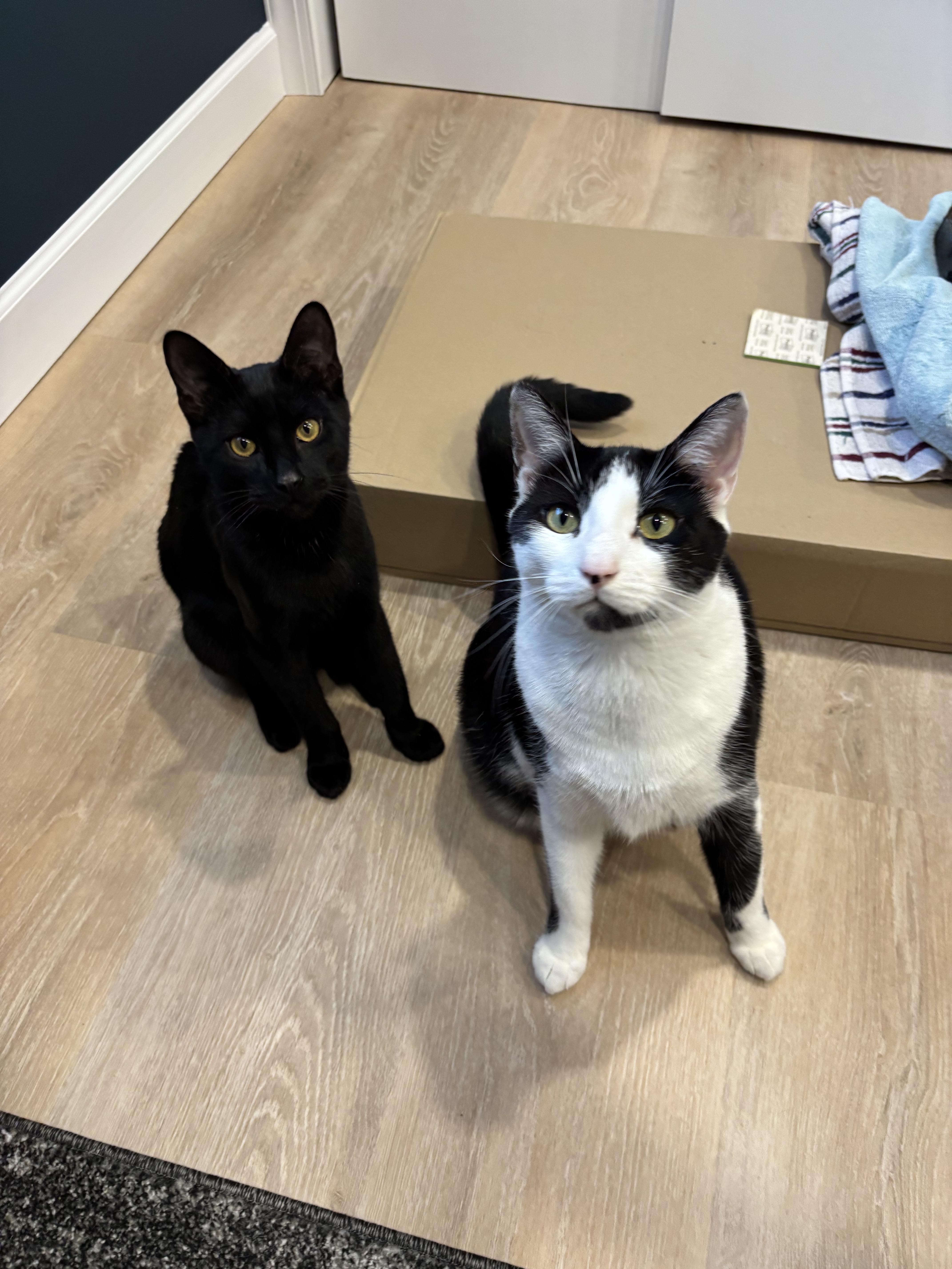 Rocky & Oscar, a Adoptable Domestic Short Hair in Hackensack, NJ image 2/6