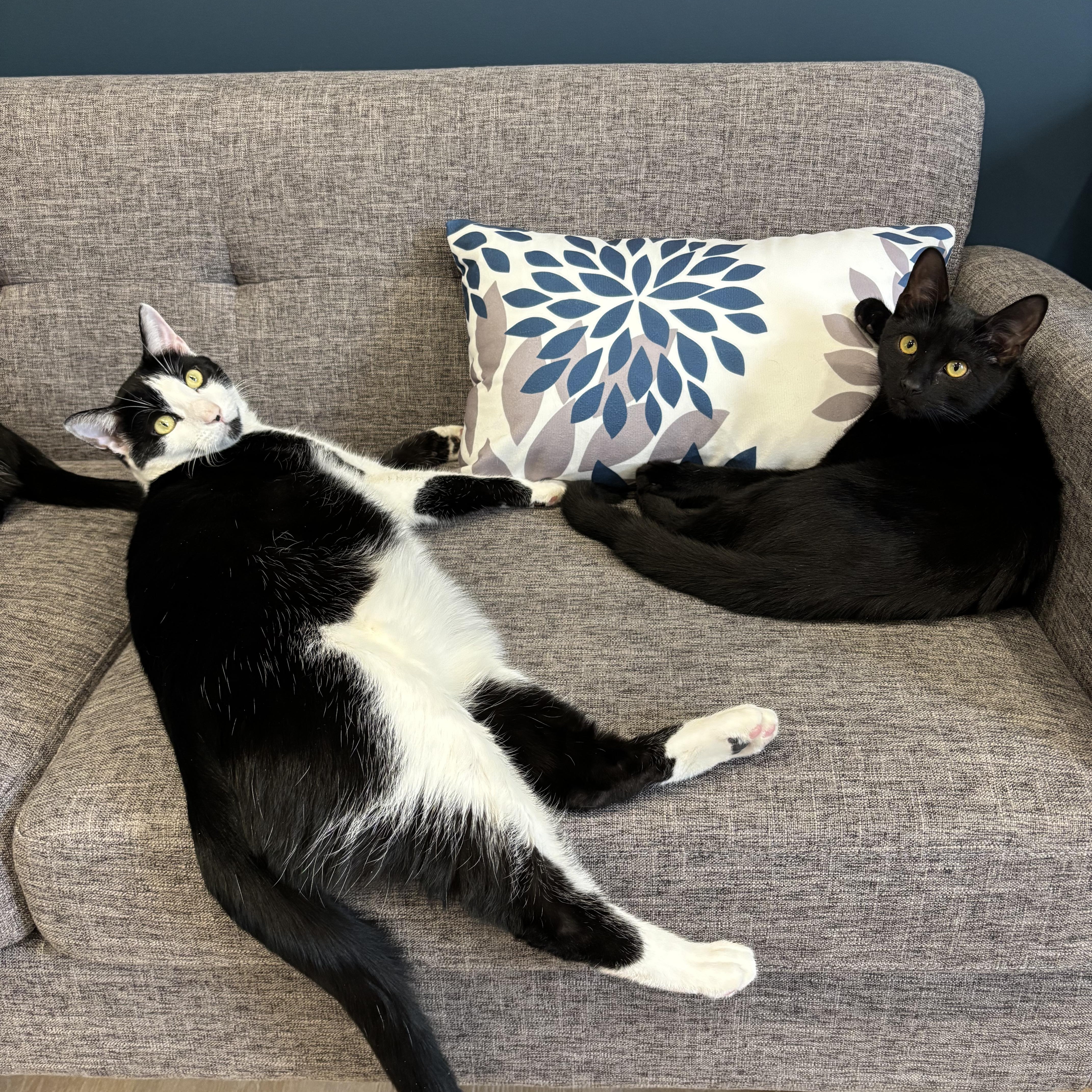 Rocky & Oscar, a Adoptable Domestic Short Hair in Hackensack, NJ image 3/6