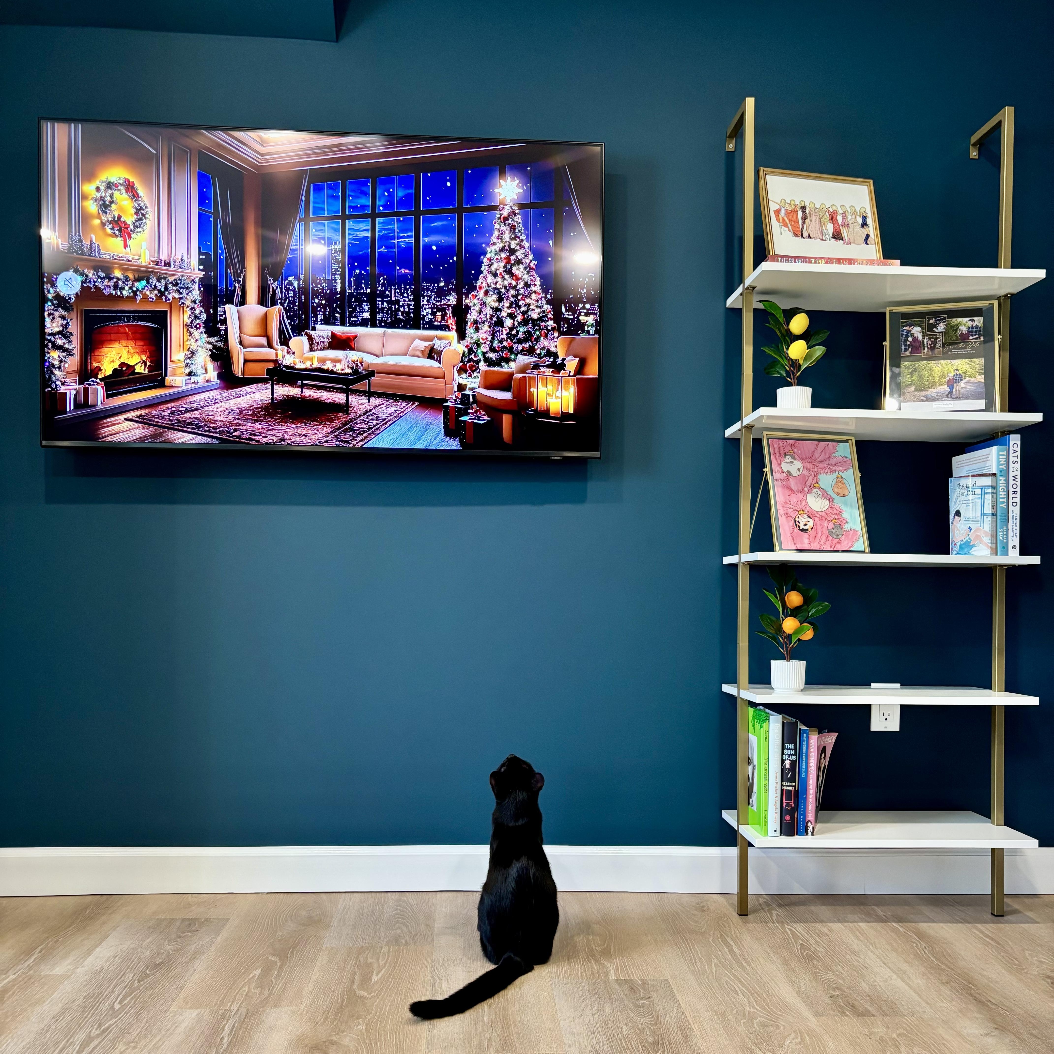 Rocky & Oscar, a Adoptable Domestic Short Hair in Hackensack, NJ image 4/6