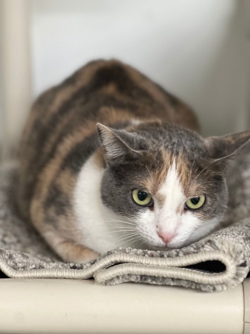 Enlarge Dara, a Adoptable Domestic Short Hair in Jackson, MO image 1/1