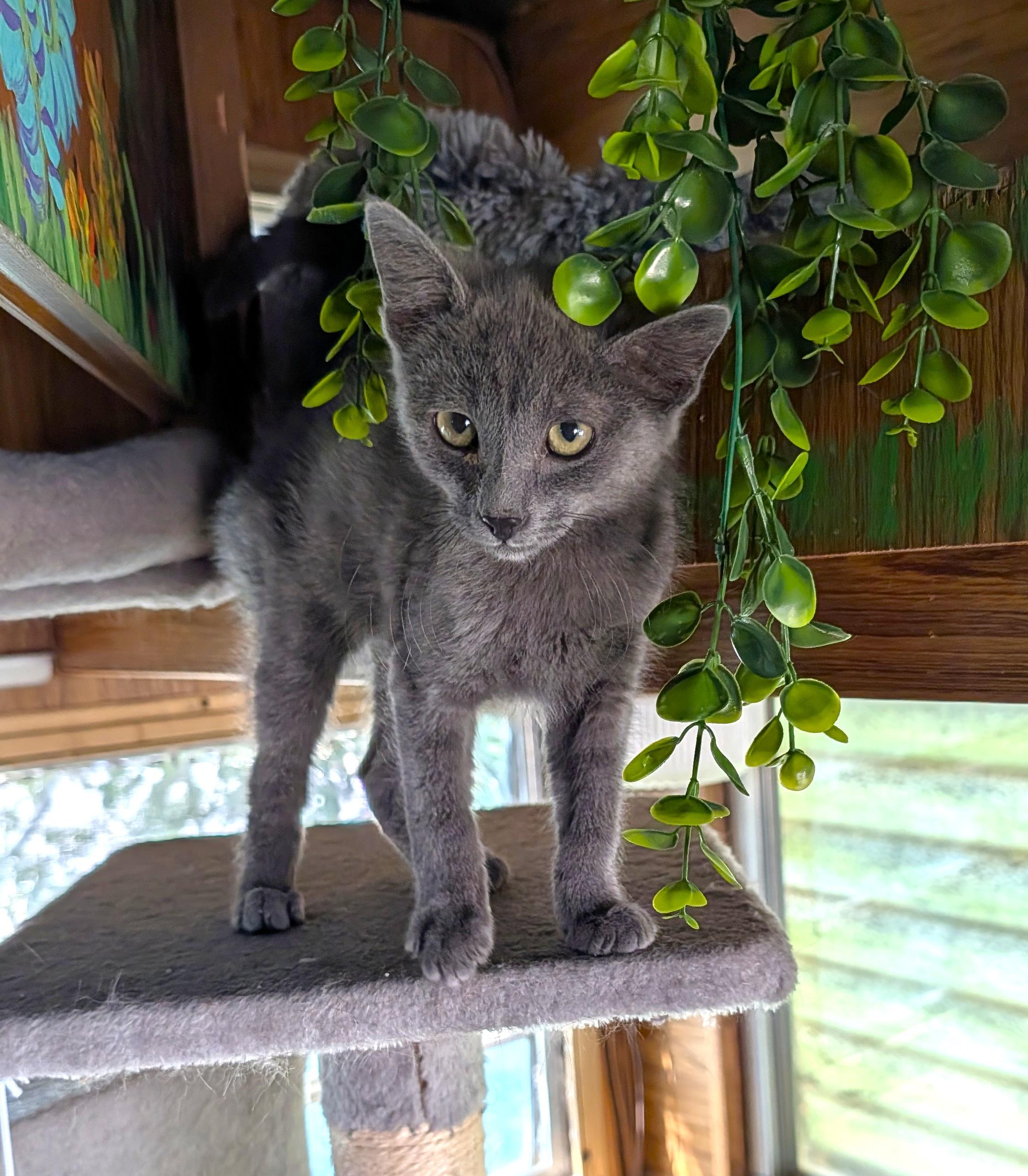Asher, adopted, Kitten Male Domestic Short Hair.