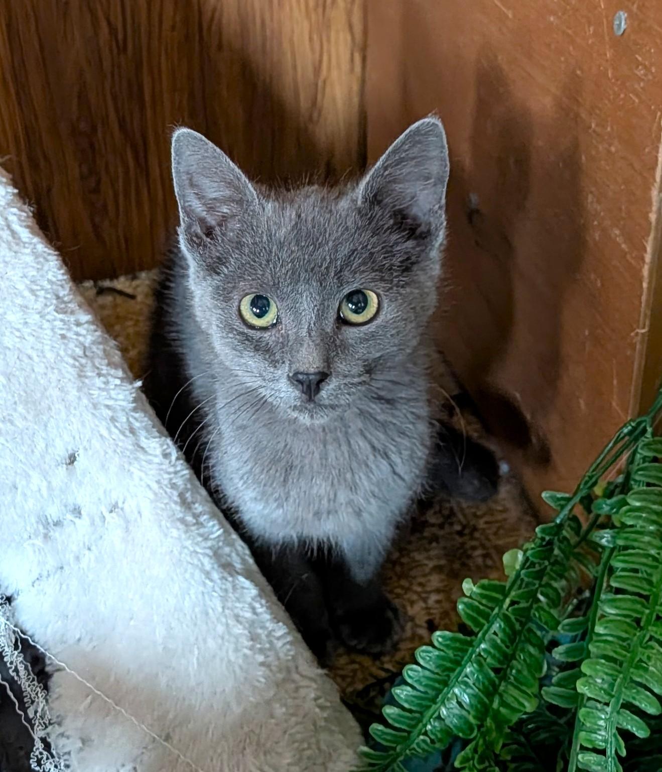 Enlarge Asher, an adopted Domestic Short Hair in Washoe Valley, NV image 2/2