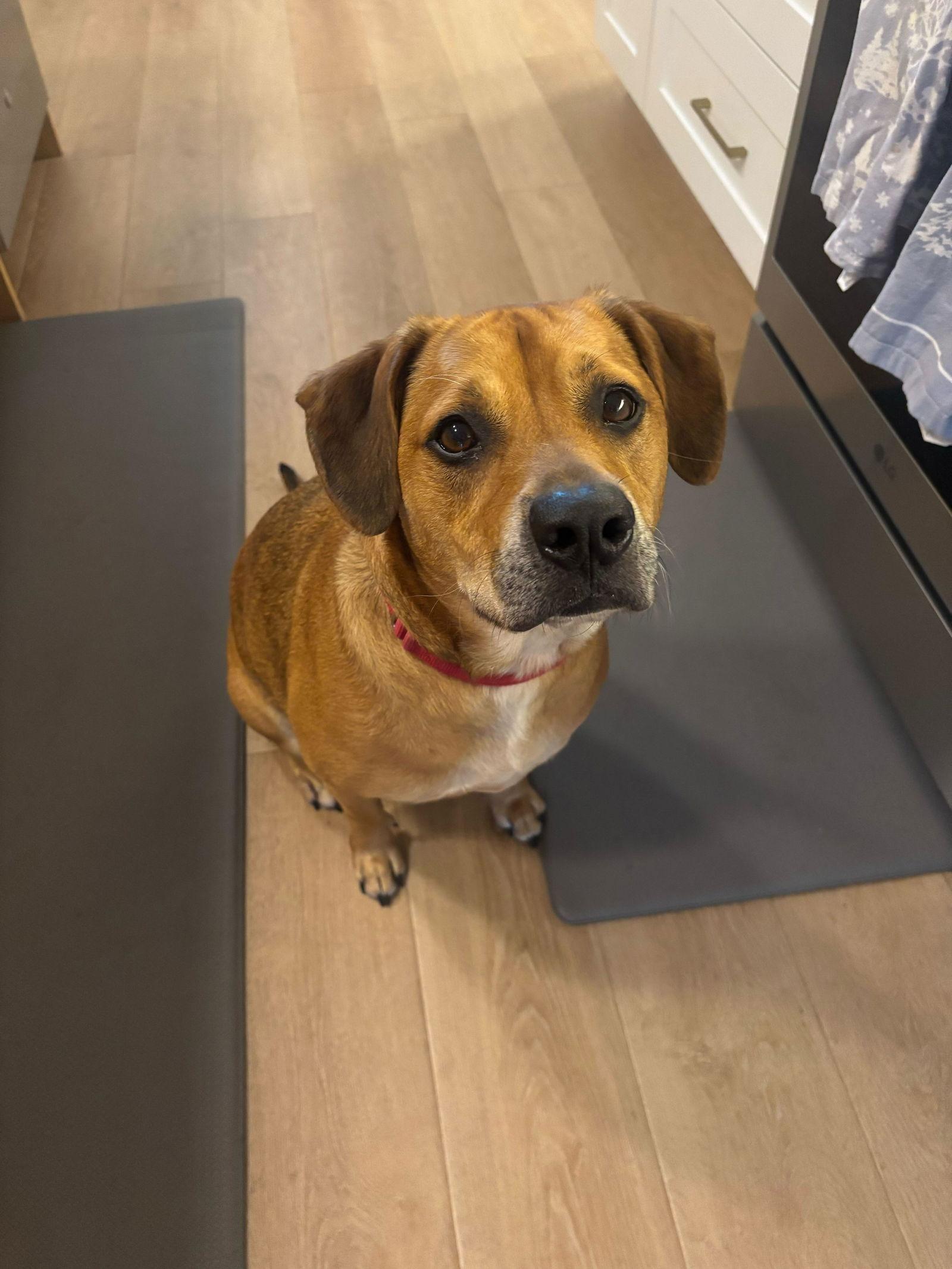 Raleigh, Adoptable, Adult Male Mixed Breed.