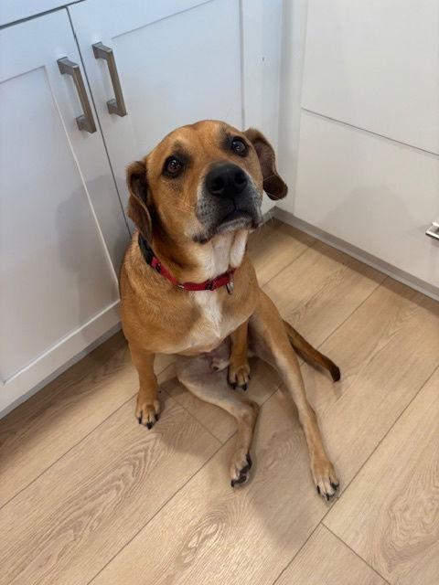 Raleigh, Adoptable, Adult Male Mixed Breed.