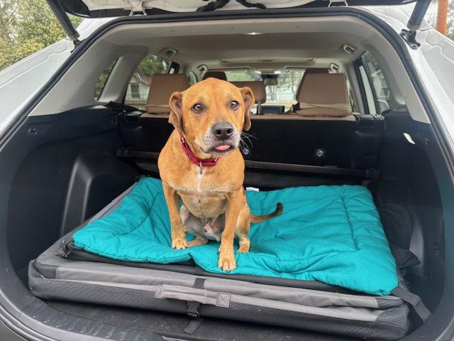 Enlarge Raleigh, a Adoptable Mixed Breed in Gainesville, FL image 2/3