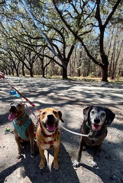 Enlarge Raleigh, a Adoptable Mixed Breed in Gainesville, FL image 3/3