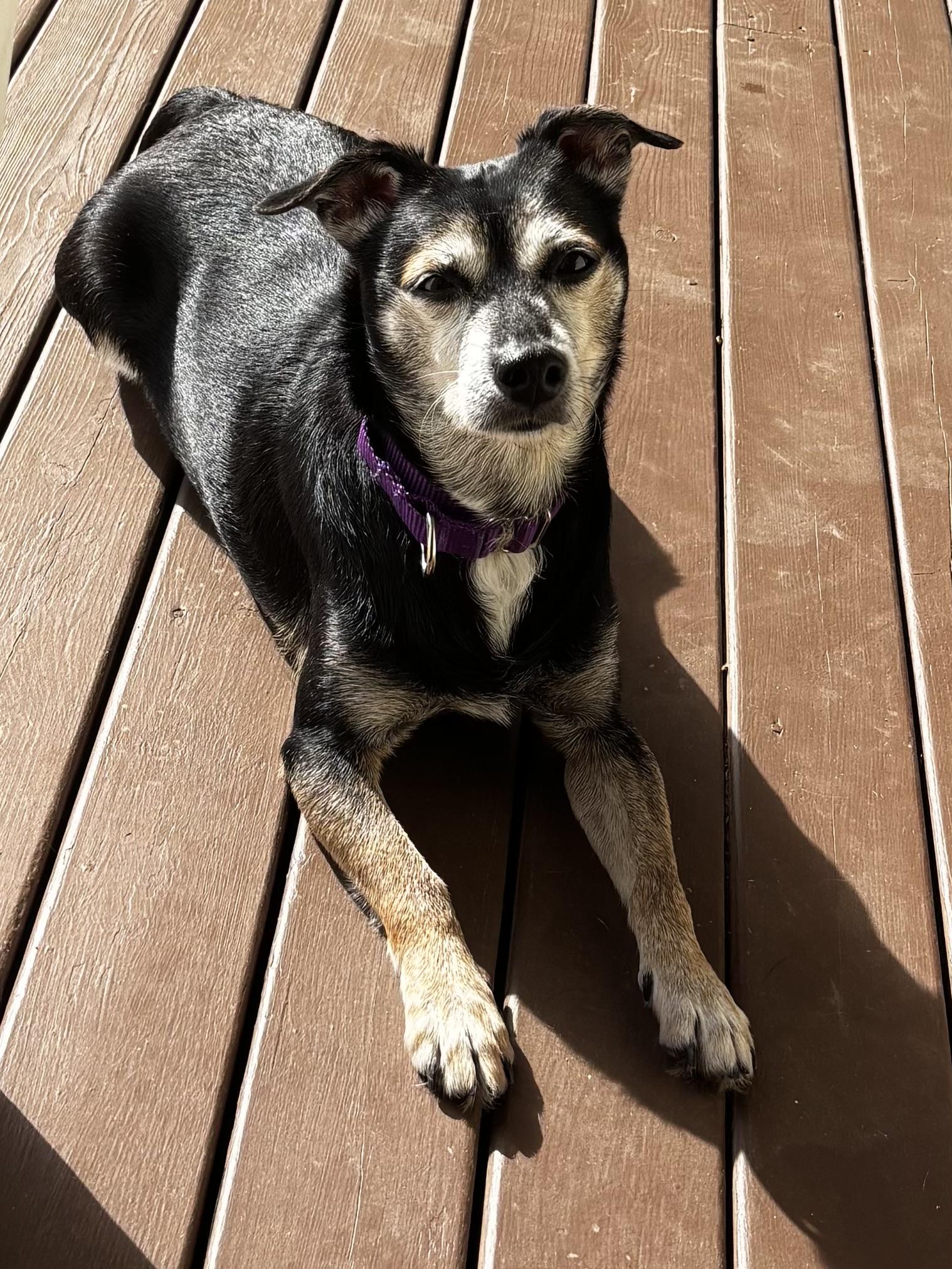 Kane, Adoptable, Senior Male Chihuahua.