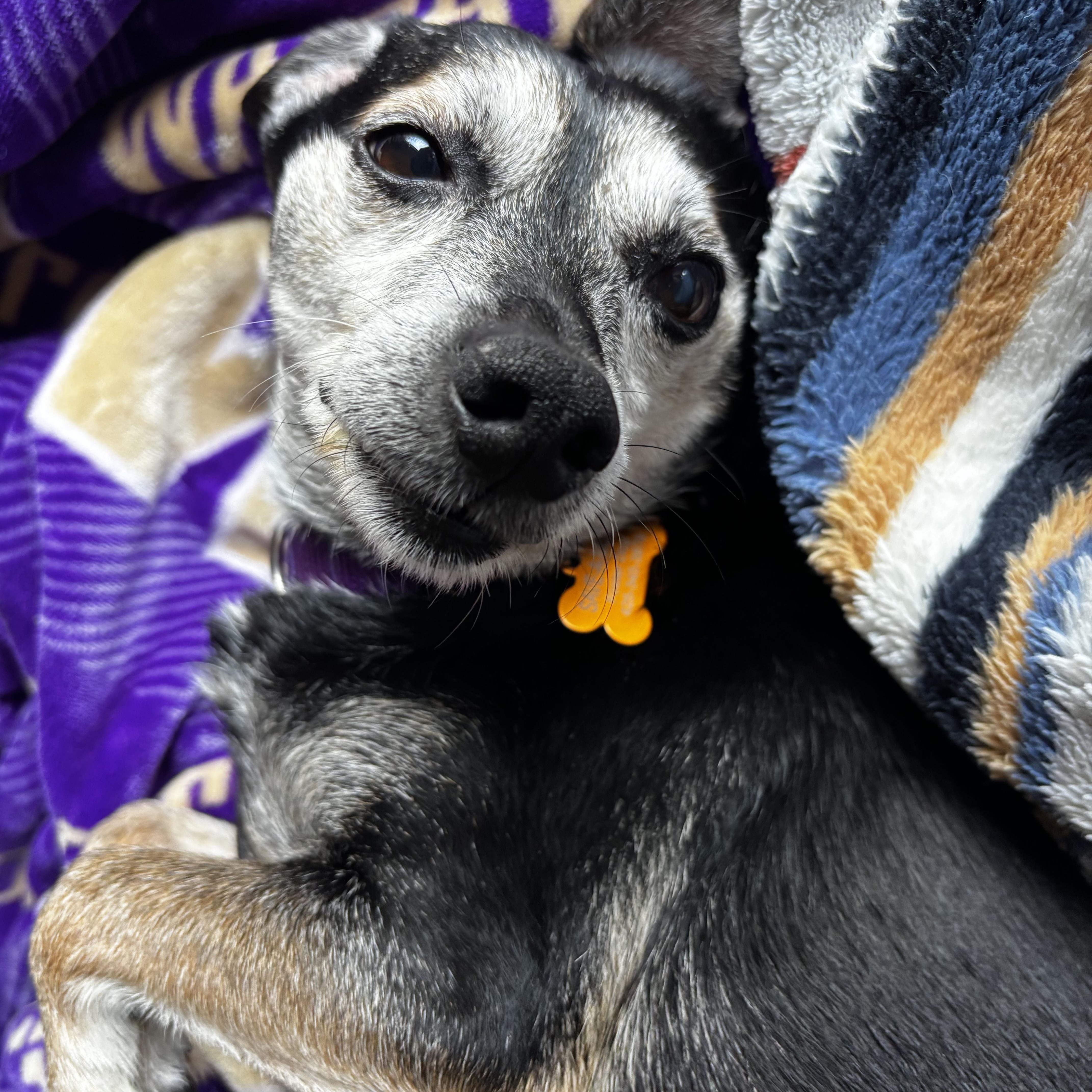 Enlarge Kane, a Adoptable mixed breed in Silvana, WA image 2/3