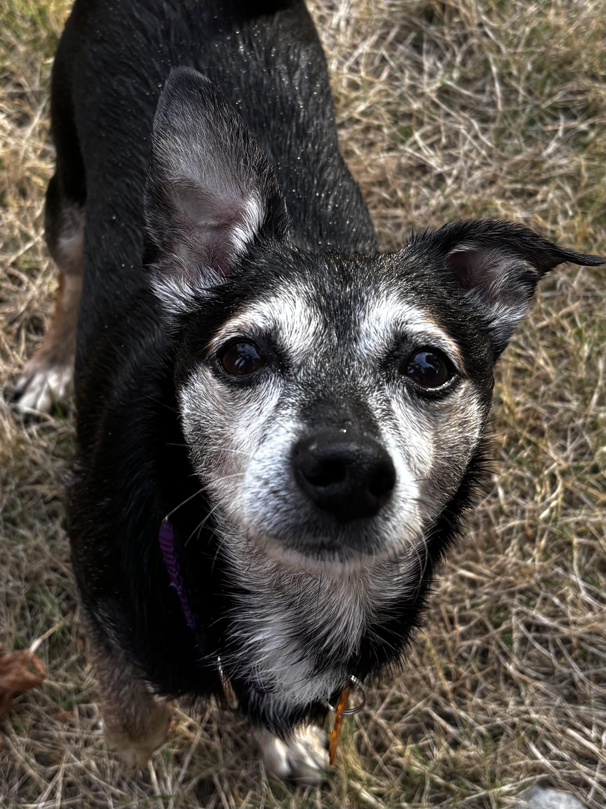 Enlarge Kane, a Adoptable mixed breed in Silvana, WA image 3/3