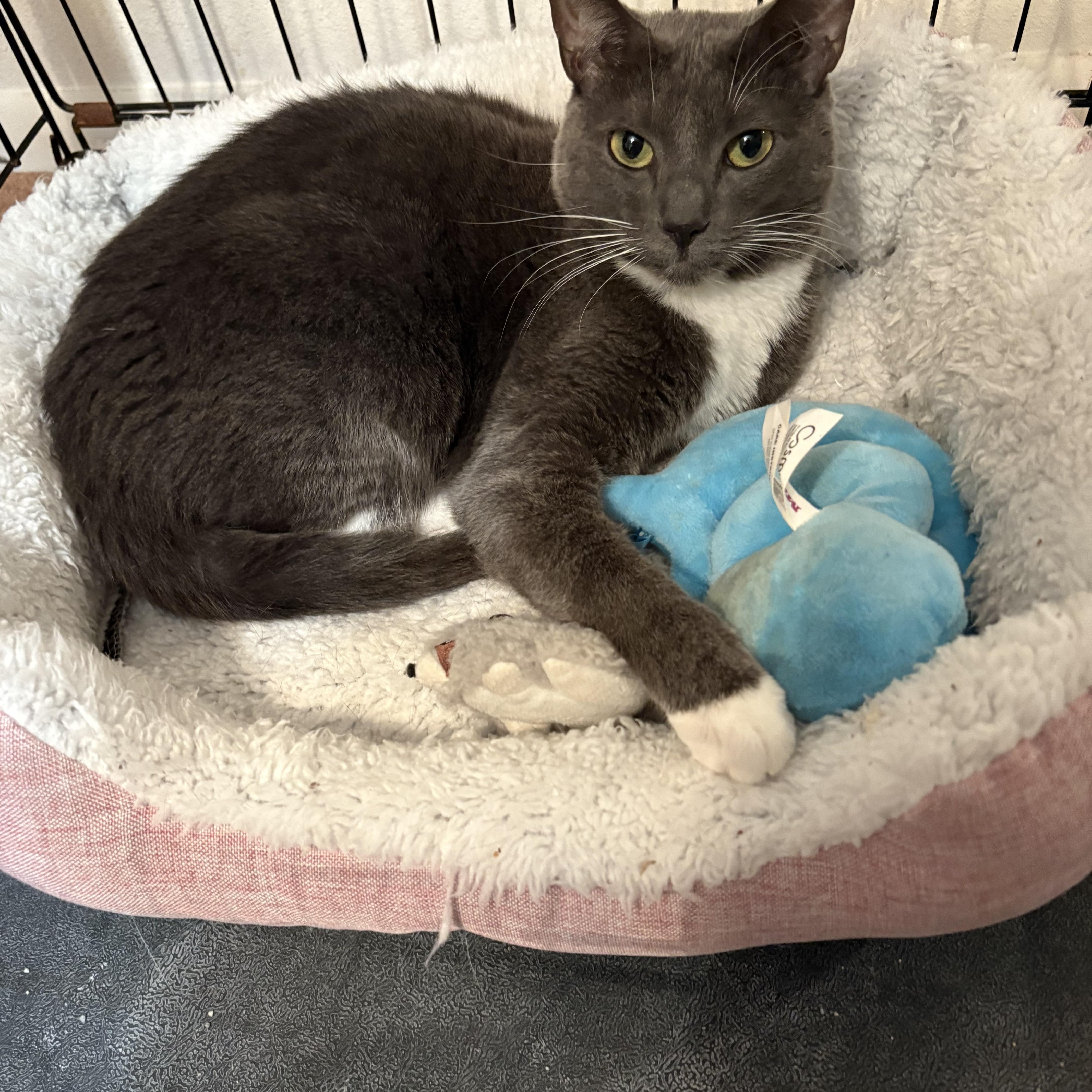 Enlarge Ophelia, a Adoptable Domestic Short Hair in Saint Pete Beach, FL image 4/4