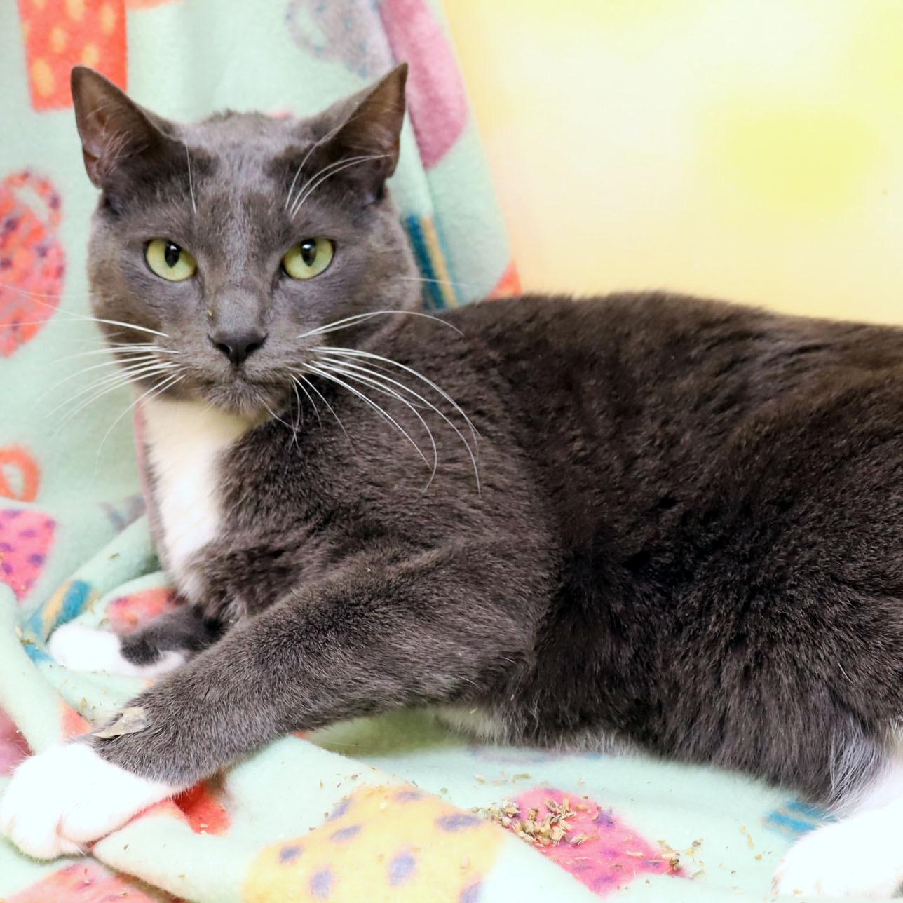 Enlarge Ophelia, a Adoptable Domestic Short Hair in Saint Pete Beach, FL image 2/4