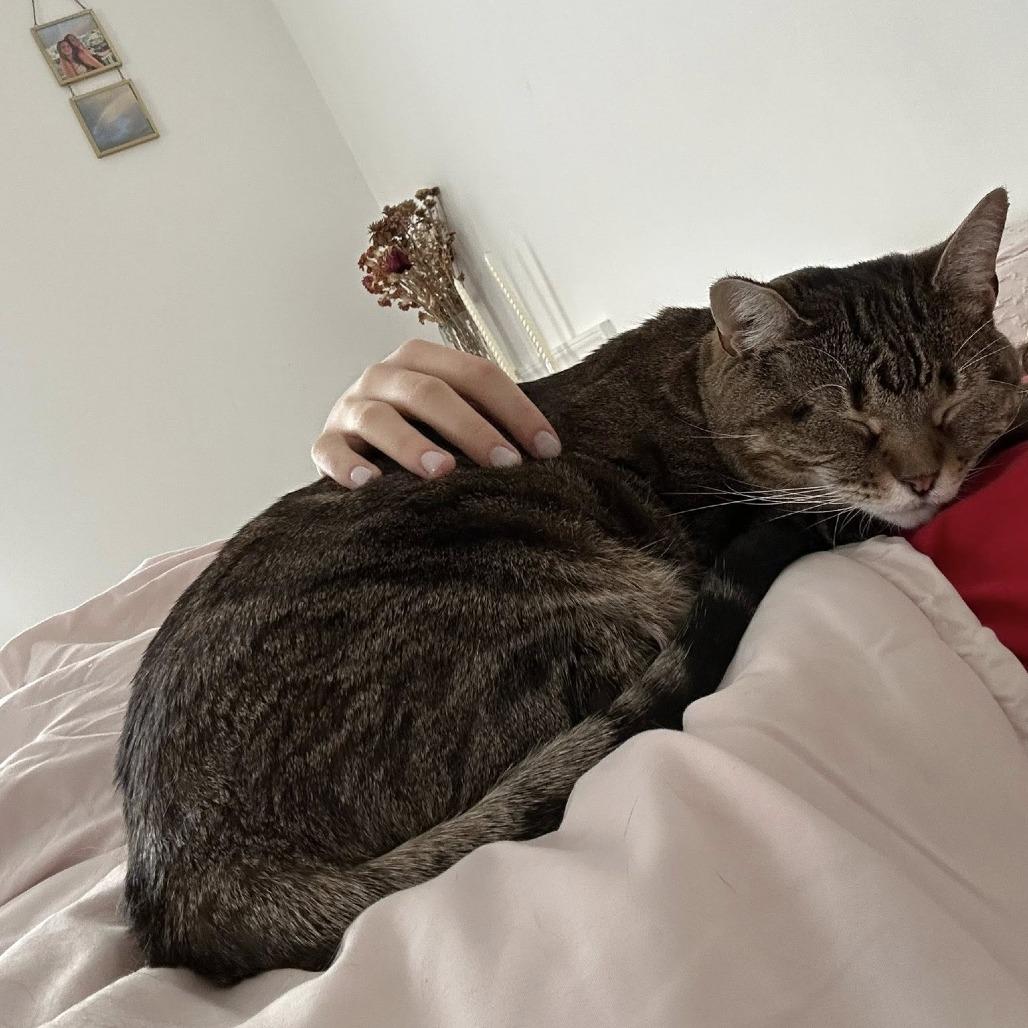 Spicy Chicken Beans and Rice, Adoptable, Adult Female Domestic Short Hair.