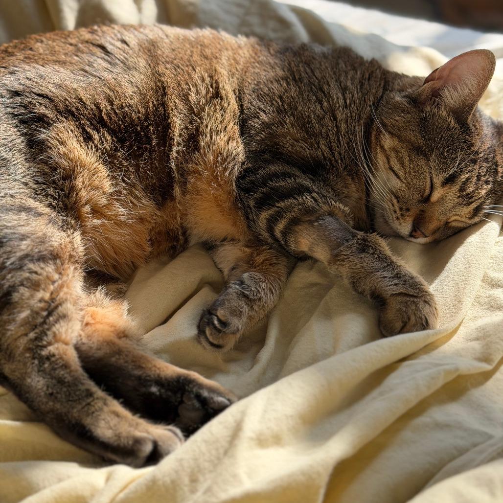Enlarge Spicy Chicken Beans and Rice, a Adoptable Domestic Short Hair in Baltimore, MD image 2/6
