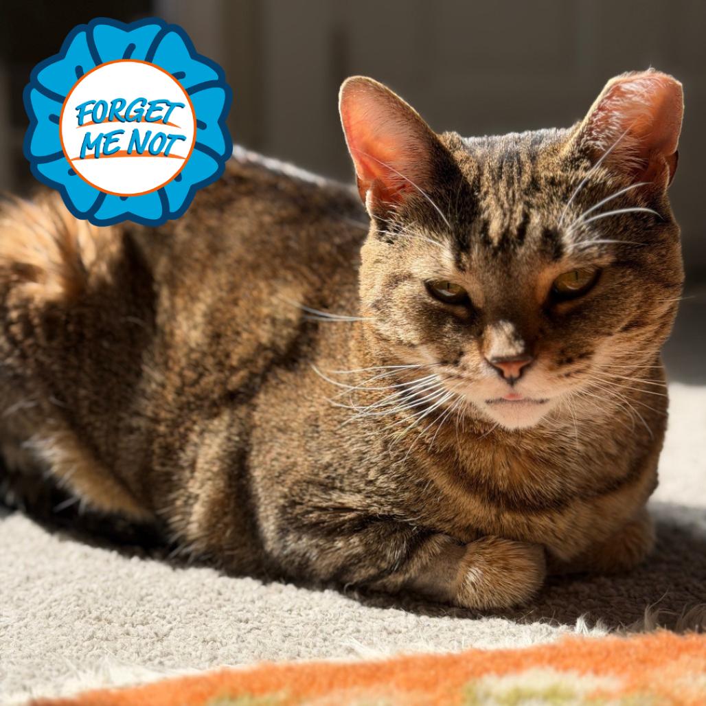 Enlarge Spicy Chicken Beans and Rice, a Adoptable Domestic Short Hair in Baltimore, MD image 3/6