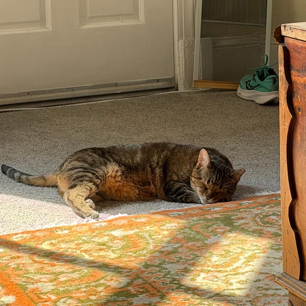 Enlarge Spicy Chicken Beans and Rice, a Adoptable Domestic Short Hair in Baltimore, MD image 4/6