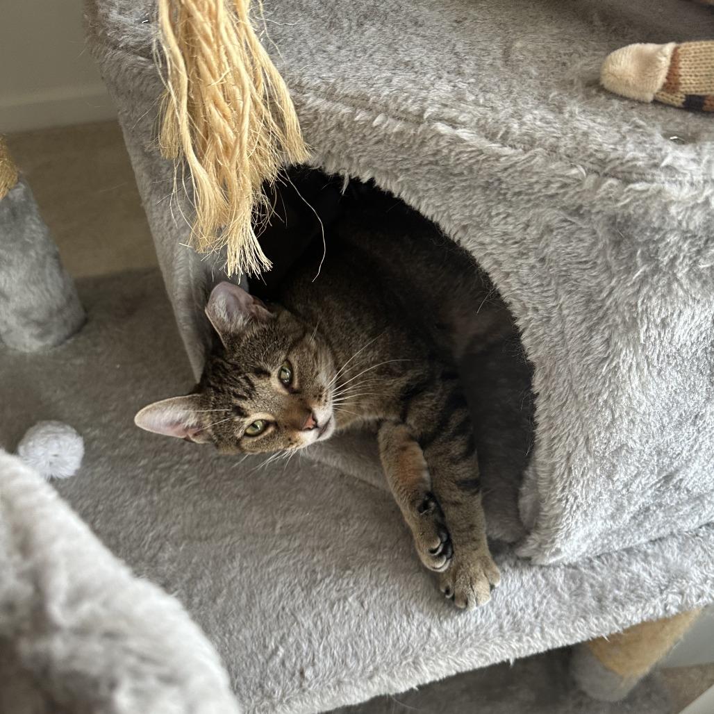 Enlarge Spicy Chicken Beans and Rice, a Adoptable Domestic Short Hair in Baltimore, MD image 5/6