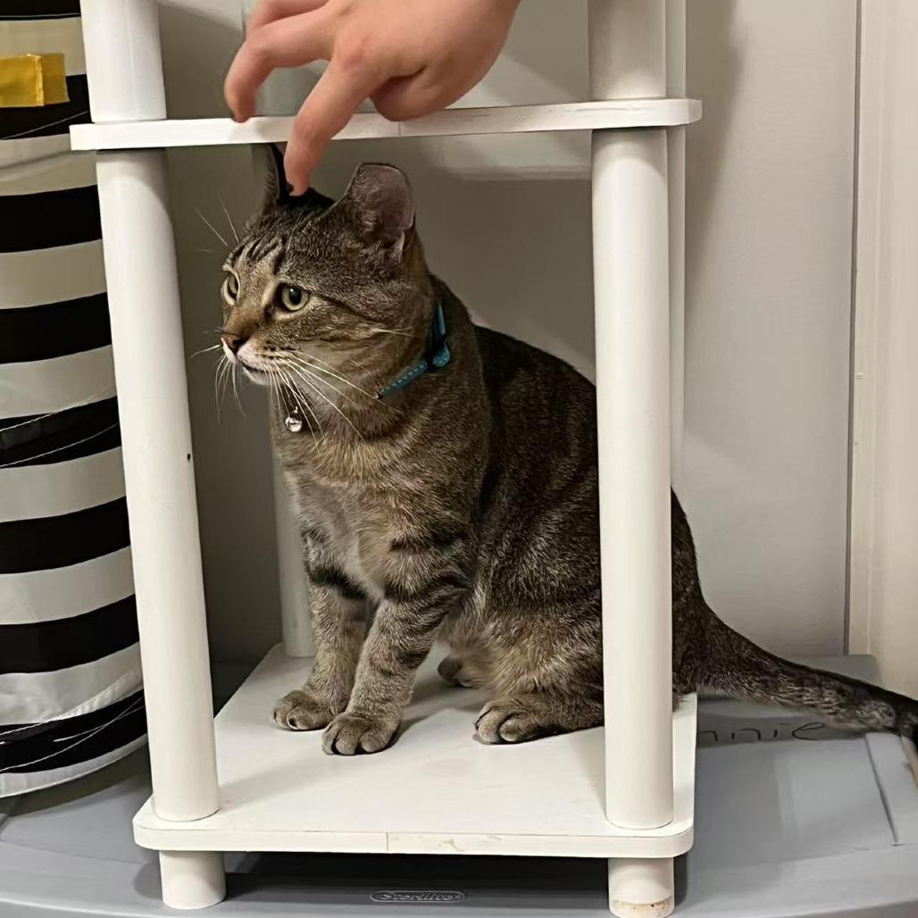 Enlarge Spicy Chicken Beans and Rice, a Adoptable Domestic Short Hair in Baltimore, MD image 6/6