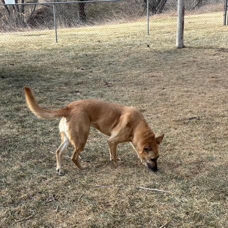 Enlarge Shadow, a Adoptable mixed breed in Fort Collins, CO image 1/3
