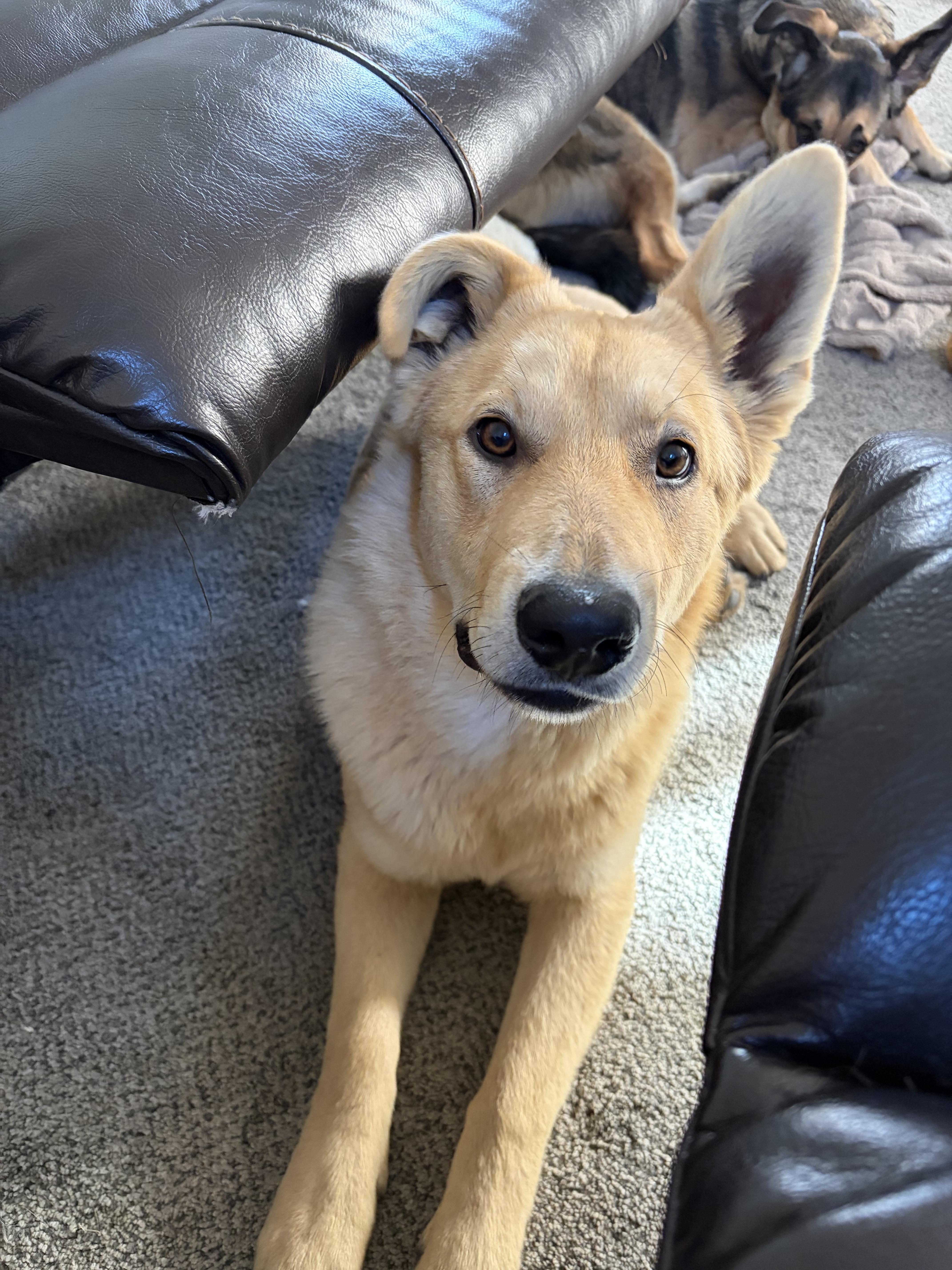 Leo, a ADOPTABLE mixed breed in Lincoln, NE image 2/6