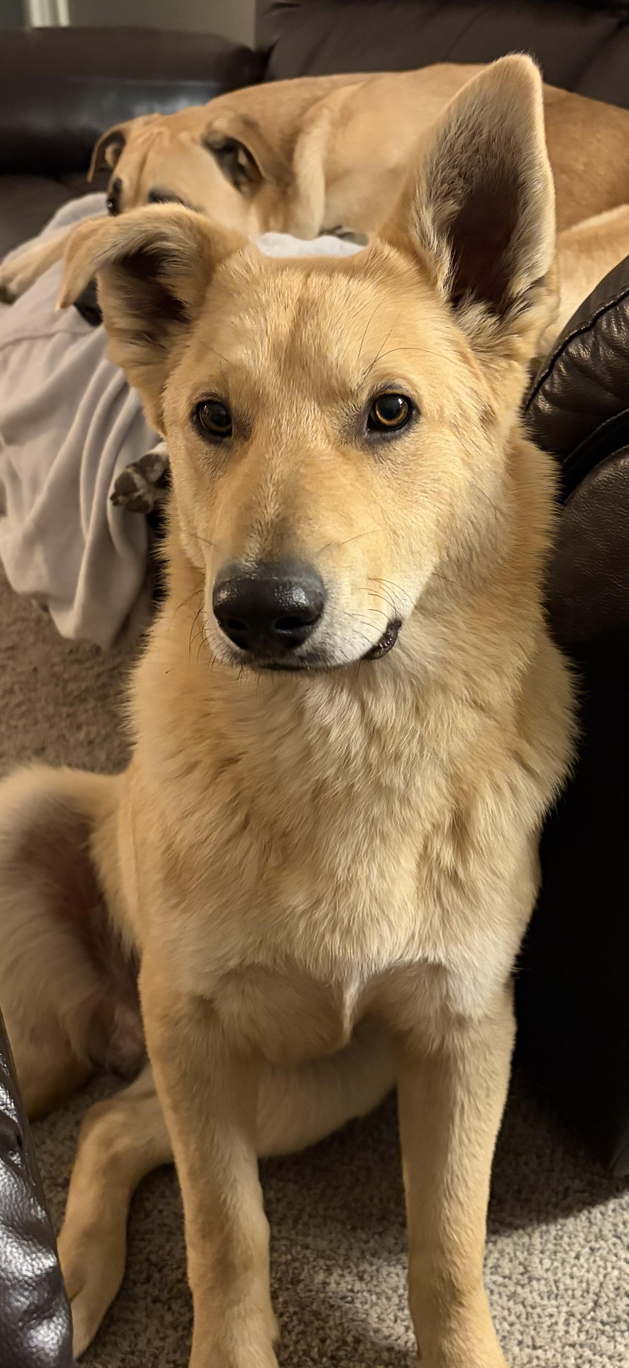 Leo, ADOPTABLE, Young Male German Shepherd Dog & Australian Cattle Dog / Blue Heeler.