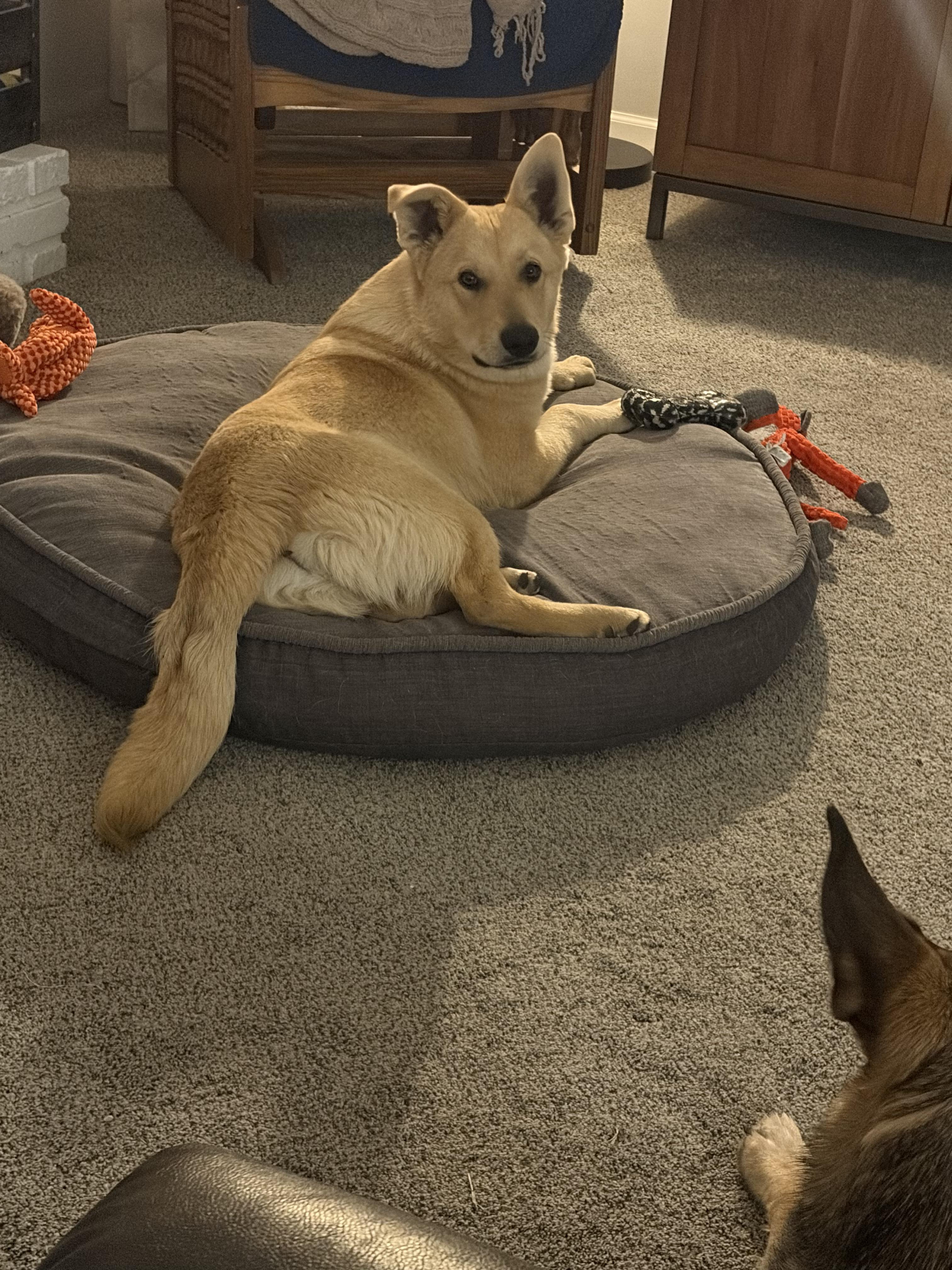 Leo, a ADOPTABLE mixed breed in Lincoln, NE image 6/6