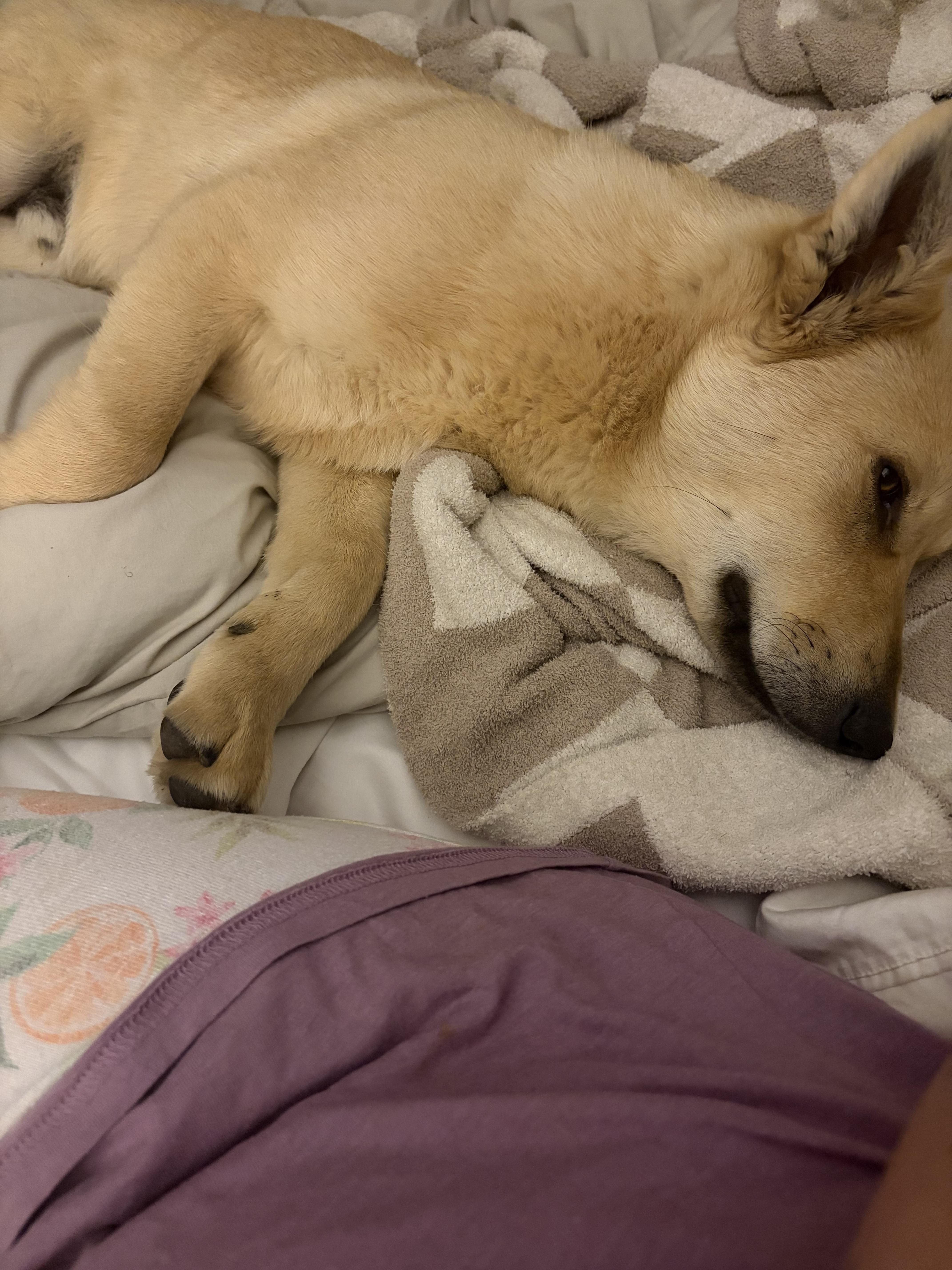 Leo, a ADOPTABLE mixed breed in Lincoln, NE image 4/6